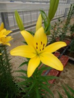 [5690 DJ LA-01 No02.JPG]